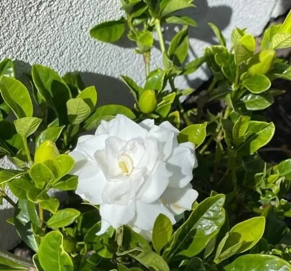 Jasmine_Dwarf_Variety_Flowering_Plant_&_Tree_(1.5-3.5_Ft_Hight)_For_Your_Sweet_Home_Gardening_Jasmine|Gardenia_Flower_Plant_With_Amazing_Fragnance_Hybrid