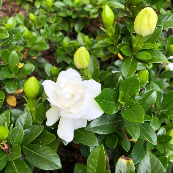 Jasmine_Dwarf_Variety_Flowering_Plant_&_Tree_(1.5-3.5_Ft_Hight)_For_Your_Sweet_Home_Gardening_Jasmine|Gardenia_Flower_Plant_With_Amazing_Fragnance_Hybrid