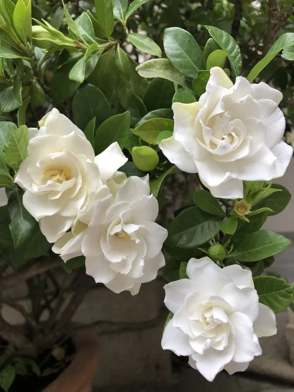 Jasmine_Dwarf_Variety_Flowering_Plant_&_Tree_(1.5-3.5_Ft_Hight)_For_Your_Sweet_Home_Gardening_Jasmine|Gardenia_Flower_Plant_With_Amazing_Fragnance_Hybrid