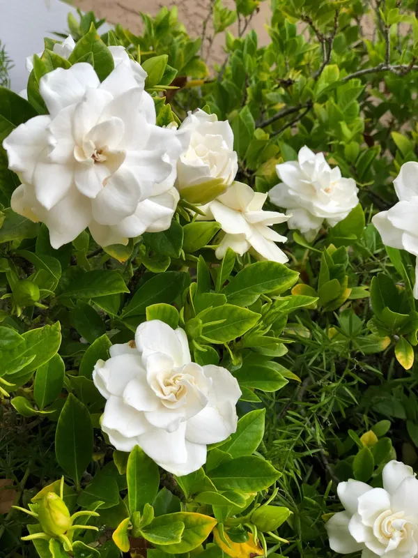 Jasmine_Dwarf_Variety_Flowering_Plant_&_Tree_(1.5-3.5_Ft_Hight)_For_Your_Sweet_Home_Gardening_Jasmine|Gardenia_Flower_Plant_With_Amazing_Fragnance_Hybrid