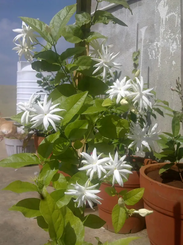 Jasmine|Mogra|Jasminum_Sambac|Belle_Of_India_(Dwarf_Variety)_Flower_Plant_&_Tree_For_Shrub|Bush|Your_Sweet_Home_Decoration_&_Gardening_Rare_Fragnence_Arabian_Jasmine_Plant_Hybrid