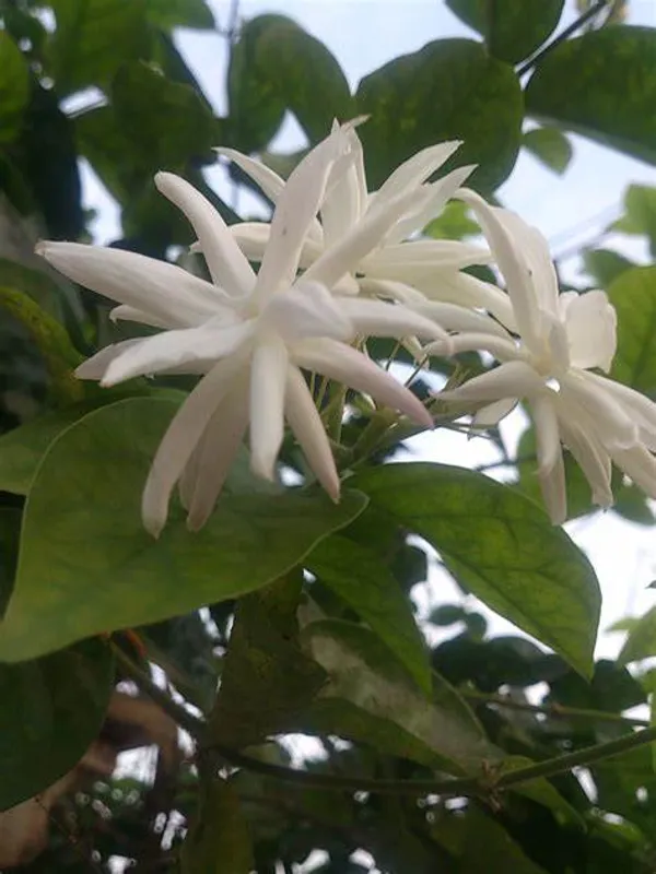 Jasmine|Mogra|Jasminum_Sambac|Belle_Of_India_(Dwarf_Variety)_Flower_Plant_&_Tree_For_Shrub|Bush|Your_Sweet_Home_Decoration_&_Gardening_Rare_Fragnence_Arabian_Jasmine_Plant_Hybrid