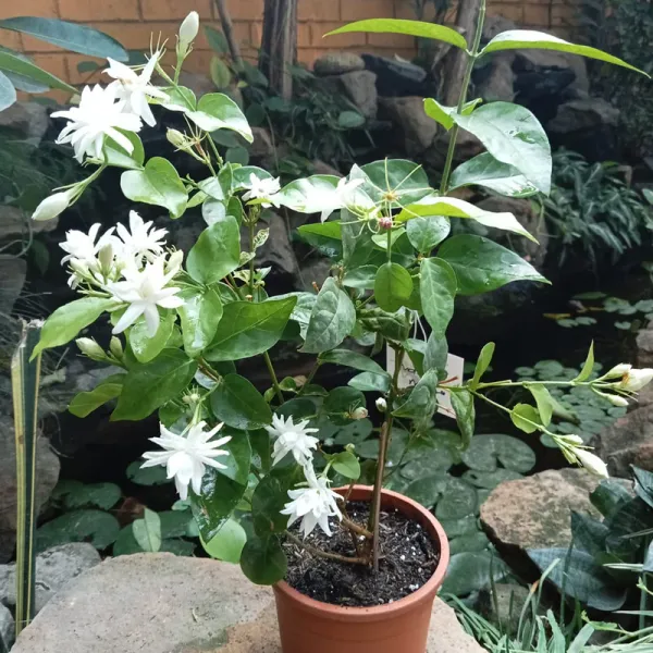 Jasmine|Mogra|Jasminum_Sambac|Belle_Of_India_(Dwarf_Variety)_Flower_Plant_&_Tree_For_Shrub|Bush|Your_Sweet_Home_Decoration_&_Gardening_Rare_Fragnence_Arabian_Jasmine_Plant_Hybrid