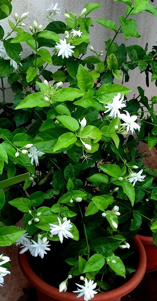 Jasmine|Mogra|Jasminum_Sambac|Belle_Of_India_(Dwarf_Variety)_Flower_Plant_&_Tree_For_Shrub|Bush|Your_Sweet_Home_Decoration_&_Gardening_Rare_Fragnence_Arabian_Jasmine_Plant_Hybrid