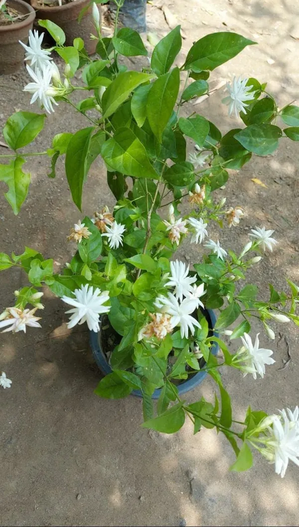 Jasmine|Mogra|Jasminum_Sambac|Belle_Of_India_(Dwarf_Variety)_Flower_Plant_&_Tree_For_Shrub|Bush|Your_Sweet_Home_Decoration_&_Gardening_Rare_Fragnence_Arabian_Jasmine_Plant_Hybrid