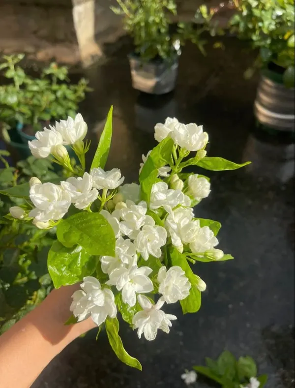 Premium_Quality_Jasmine_Flower_Plant_|_Evergreen_Fragrant_Shrub_for_Landscaping_&_Hedges_|_Pack_Of_1