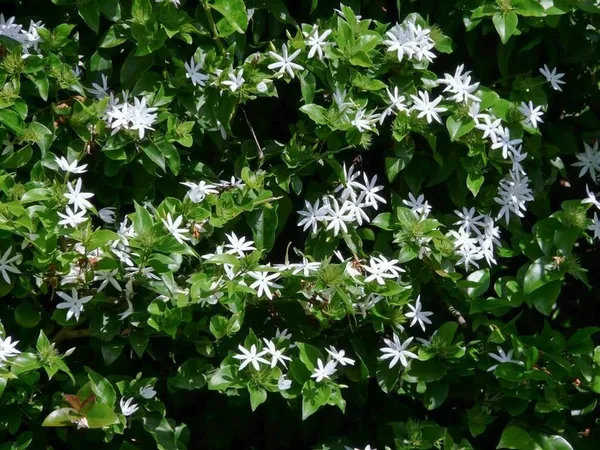 Downy_White_Jasmine_Flowering_Plant_For_Shrub|Bush|Home_Gardening