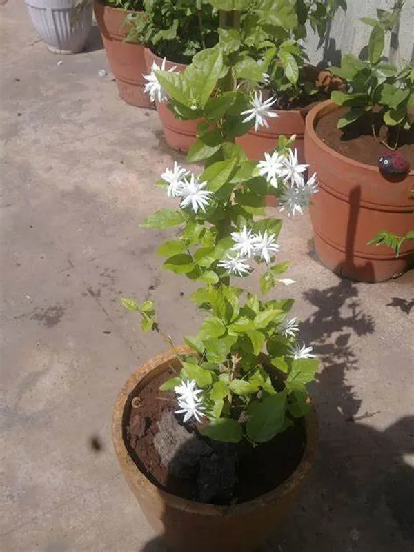Downy_White_Jasmine_Flowering_Plant_For_Shrub|Bush|Home_Gardening