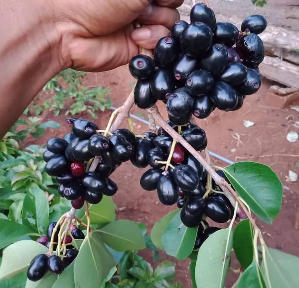 Java_Plum|Black_Pulm_(Dwarf_Variety)_Jamun_Healthy_Fruit_Plant_&_Tree_(1.5-3.5_Ft_Hight)_For_Your_Home_Gardening_Hybrid