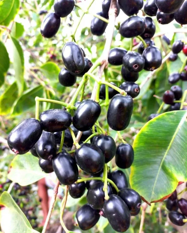 Java_Plum|Black_Pulm_(Dwarf_Variety)_Jamun_Healthy_Fruit_Plant_&_Tree_(1.5-3.5_Ft_Hight)_For_Your_Home_Gardening_Hybrid