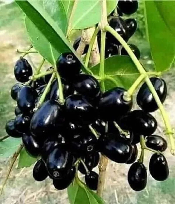 Java_Plum|Black_Pulm_(Dwarf_Variety)_Jamun_Healthy_Fruit_Plant_&_Tree_(1.5-3.5_Ft_Hight)_For_Your_Home_Gardening_Hybrid