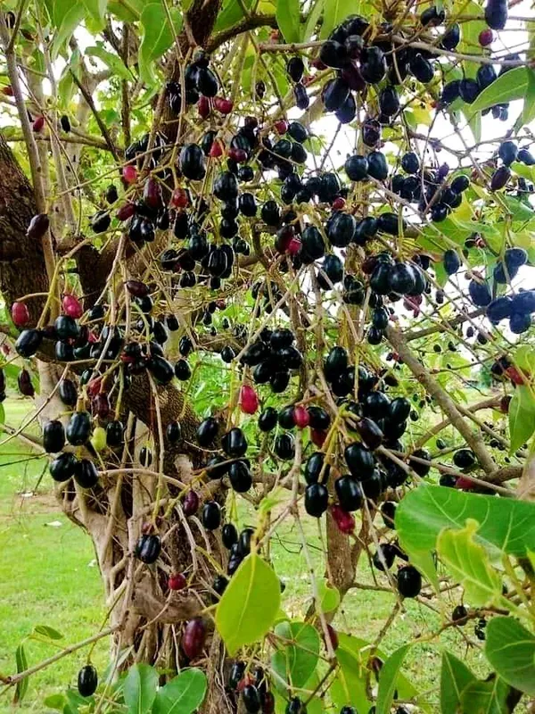 Java_Plum|Black_Pulm_(Dwarf_Variety)_Jamun_Healthy_Fruit_Plant_&_Tree_(1.5-3.5_Ft_Hight)_For_Your_Home_Gardening_Hybrid
