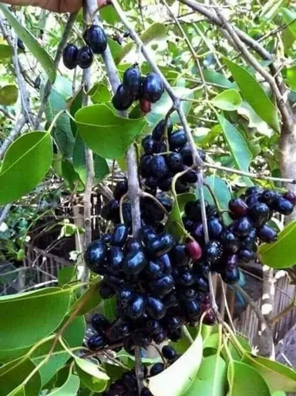 Java_Plum|Black_Pulm_(Dwarf_Variety)_Jamun_Healthy_Fruit_Plant_&_Tree_(1.5-3.5_Ft_Hight)_For_Your_Home_Gardening_Hybrid