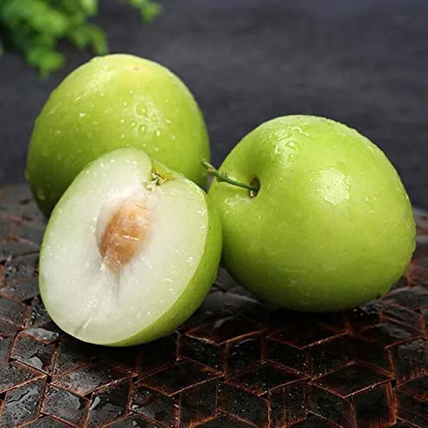 Thai_Hybrid_Jujubee_Gola_Fruit_Plant_Grafted