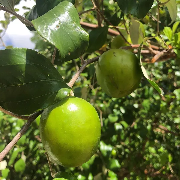 Thai_Hybrid_Jujubee_Gola_Fruit_Plant_Grafted