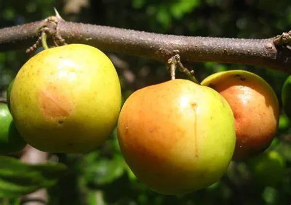 Thai_Hybrid_Jujubee_Gola_Fruit_Plant_Grafted