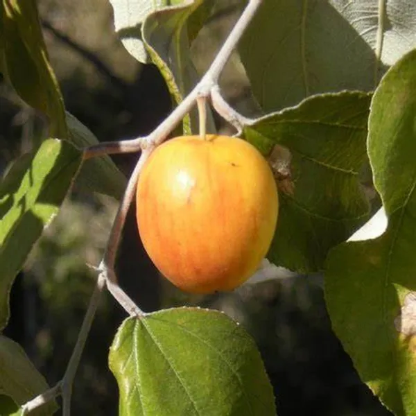 Thai_Hybrid_Jujubee_Gola_Fruit_Plant_Grafted