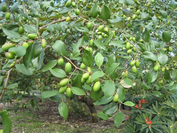 Thai_Hybrid_Jujubee_Gola_Fruit_Plant_Grafted