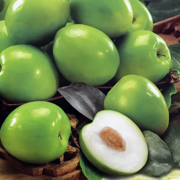Thai_Hybrid_Jujubee_Gola_Fruit_Plant_Grafted