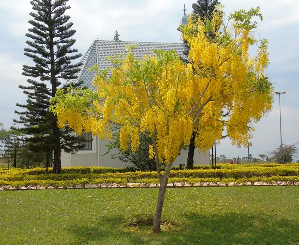 Golden_Shower|_Cassia_Fistula_Flower_Plant_&_Tree_(1.5-3.5_Ft_Hight)_For_Home_Gardening_Hybrid