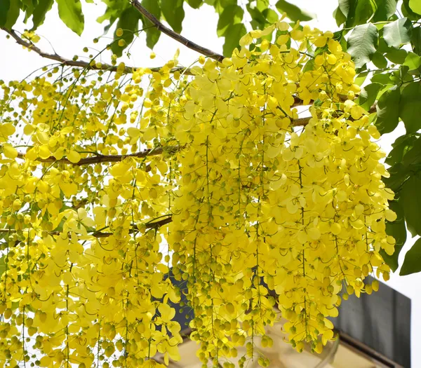 Golden_Shower|_Cassia_Fistula_Flower_Plant_&_Tree_(1.5-3.5_Ft_Hight)_For_Home_Gardening_Hybrid