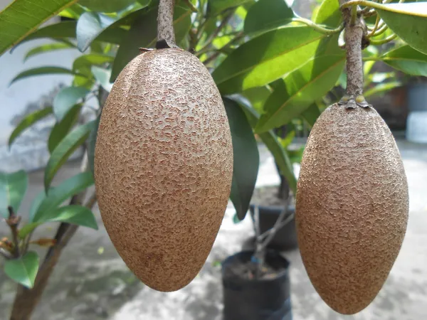 Kalapatti_Chiku|_Sapodilla_(Dwarf_Variety)_Fruit_Live__Plant_&_Tree_For_Your_Sweet_Home_Garden_Sapota_(Grafted_Fruit_Plant_Hight_1.5-3.5_Ft_Hybrid