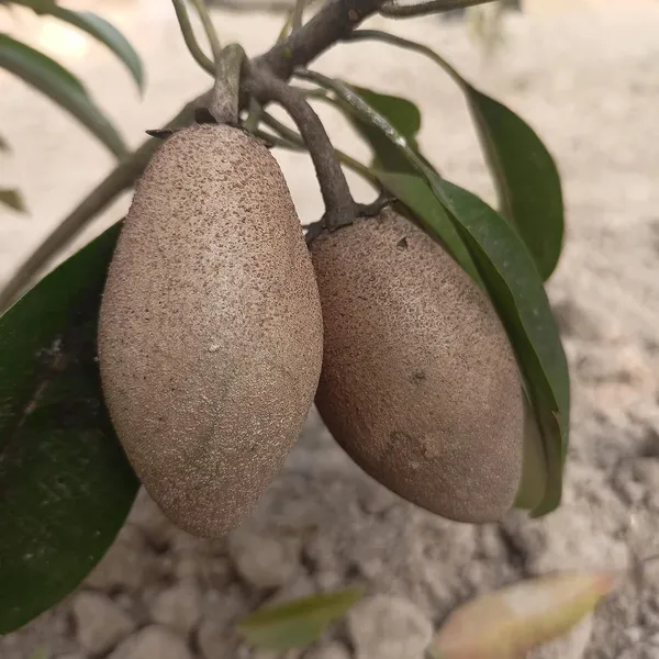 Kalapatti_Chiku|_Sapodilla_(Dwarf_Variety)_Fruit_Live__Plant_&_Tree_For_Your_Sweet_Home_Garden_Sapota_(Grafted_Fruit_Plant_Hight_1.5-3.5_Ft_Hybrid