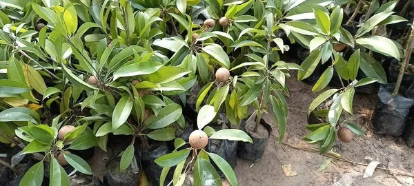 Kalapatti_Chiku|_Sapodilla_(Dwarf_Variety)_Fruit_Live__Plant_&_Tree_For_Your_Sweet_Home_Garden_Sapota_(Grafted_Fruit_Plant_Hight_1.5-3.5_Ft_Hybrid