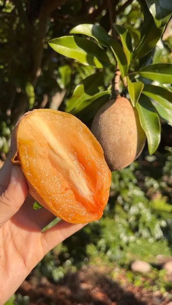 Kalapatti_Chiku|_Sapodilla_(Dwarf_Variety)_Fruit_Live__Plant_&_Tree_For_Your_Sweet_Home_Garden_Sapota_(Grafted_Fruit_Plant_Hight_1.5-3.5_Ft_Hybrid