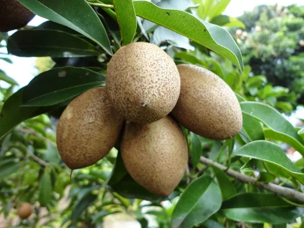 Kalapatti_Chiku|_Sapodilla_(Dwarf_Variety)_Fruit_Live__Plant_&_Tree_For_Your_Sweet_Home_Garden_Sapota_(Grafted_Fruit_Plant_Hight_1.5-3.5_Ft_Hybrid