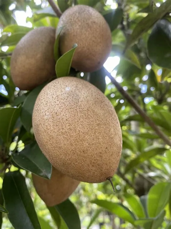 Kalapatti_Chiku|_Sapodilla_(Dwarf_Variety)_Fruit_Live__Plant_&_Tree_For_Your_Sweet_Home_Garden_Sapota_(Grafted_Fruit_Plant_Hight_1.5-3.5_Ft_Hybrid