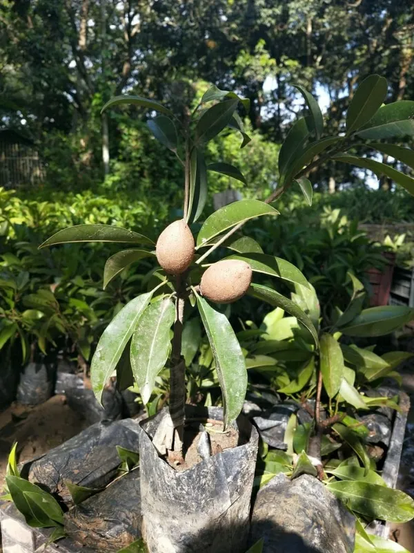 Kalapatti_Chiku|_Sapodilla_(Dwarf_Variety)_Fruit_Live__Plant_&_Tree_For_Your_Sweet_Home_Garden_Sapota_(Grafted_Fruit_Plant_Hight_1.5-3.5_Ft_Hybrid