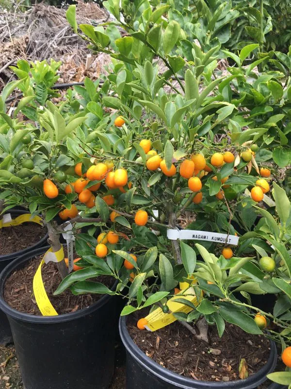 Kamquat_Lemon_(Dwarf_Variety)_Fruit_Plant_&_Tree_For_Your_Sweet_Home_Gardening_Nagami_Kamquat_Healthy_Fruit_Plant_(Grafted)
