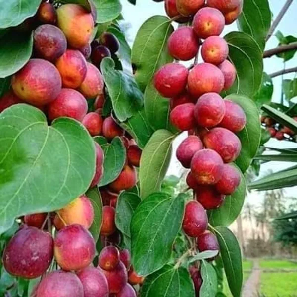 Kashmiri_Ber_Apple_Fruit_(Grafted_Plant_For_Your_Home_Garden_(1.5-3.5_Ft_Plant_Hight)_Kashmiri_Ber_Apple_Healthy_Fruit_Plant_&_Tree_Hybrid