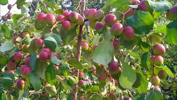 Kashmiri_Ber_Apple_Fruit_(Grafted_Plant_For_Your_Home_Garden_(1.5-3.5_Ft_Plant_Hight)_Kashmiri_Ber_Apple_Healthy_Fruit_Plant_&_Tree_Hybrid