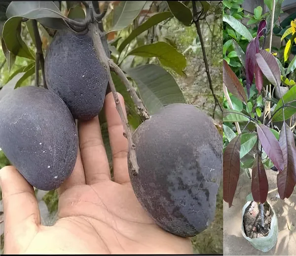 Most_Expensive_Black_Kasturi_(Grafted_Mango_Fruit_Plant_&_Tree_(1.5-3.5_Ft_Hight)_For_Home_Gardening_Hybrid
