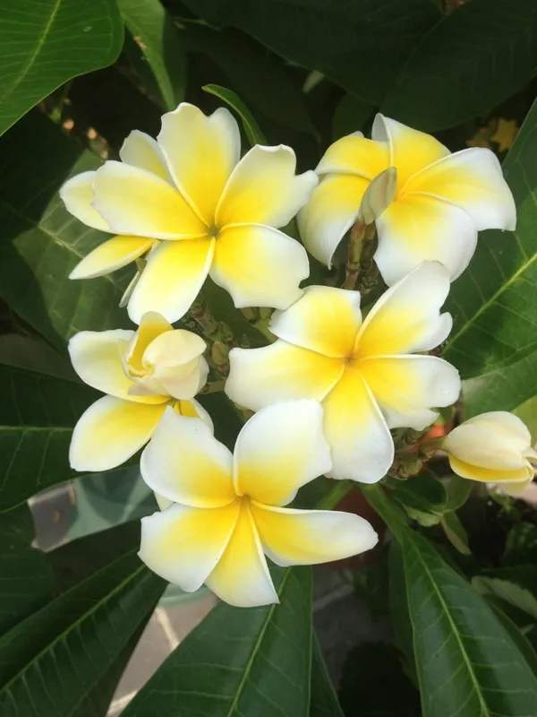 Katchapa_Flower_Plant_&_Tree_(1.5-3.5_Ft_Hight)_For_Home_Gardening_Well_Watered_Plumeria|Katchapa_Flowering_Plant_Hybrid