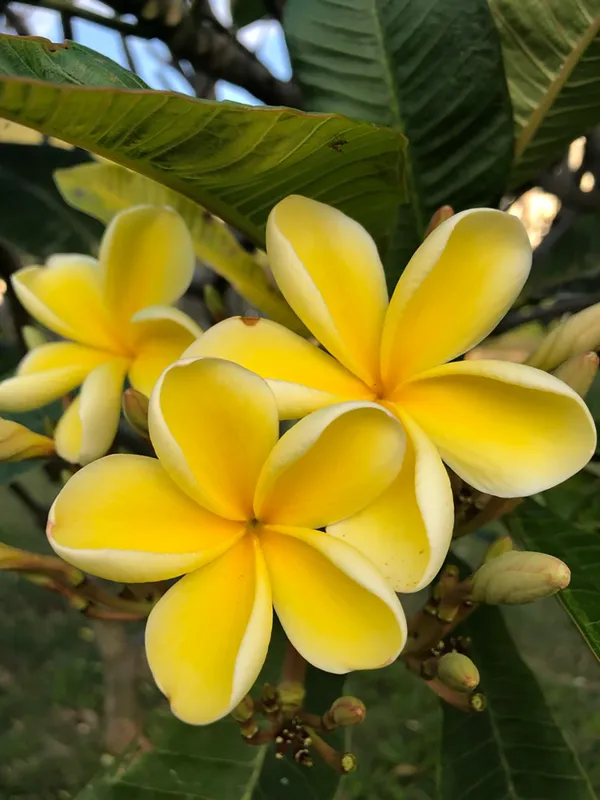Yellow_Kathchapa_Flowering_Plant_&_Tree_(1.5-3.5_Ft_Hight)_For_Your_Home_Garden_Hybrid_Kathgolap_|Plumeria_Flower_Plant