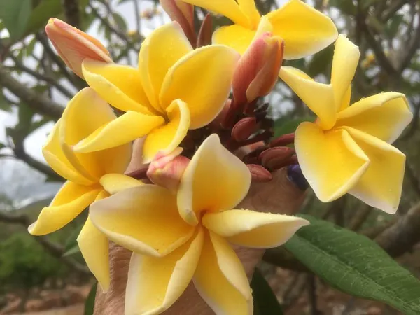 Yellow_Kathchapa_Flowering_Plant_&_Tree_(1.5-3.5_Ft_Hight)_For_Your_Home_Garden_Hybrid_Kathgolap_|Plumeria_Flower_Plant