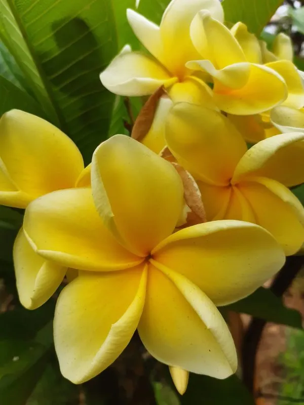Yellow_Kathchapa_Flowering_Plant_&_Tree_(1.5-3.5_Ft_Hight)_For_Your_Home_Garden_Hybrid_Kathgolap_|Plumeria_Flower_Plant