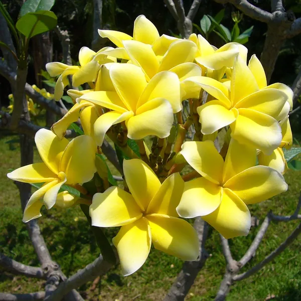 Kathchapa_Bicolor_Flowering_Plant_&_Tree_(1.5-3.5_Ft_Hight)_Well_Watered_Kathchapa/Kathgolap_Healthy_Flower_Plant_For_Home_Decoration_&_Garden