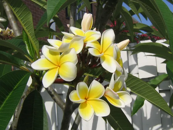 Kathchapa_Bicolor_Flowering_Plant_&_Tree_(1.5-3.5_Ft_Hight)_Well_Watered_Kathchapa/Kathgolap_Healthy_Flower_Plant_For_Home_Decoration_&_Garden