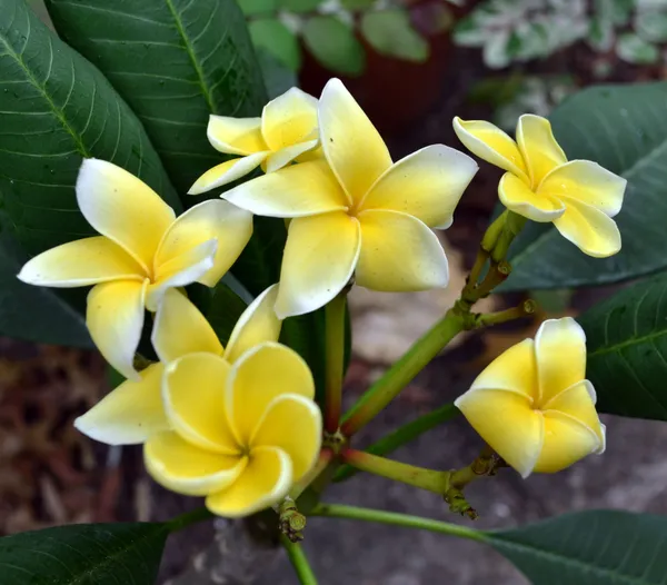 Kathchapa_Bicolor_Flowering_Plant_&_Tree_(1.5-3.5_Ft_Hight)_Well_Watered_Kathchapa/Kathgolap_Healthy_Flower_Plant_For_Home_Decoration_&_Garden
