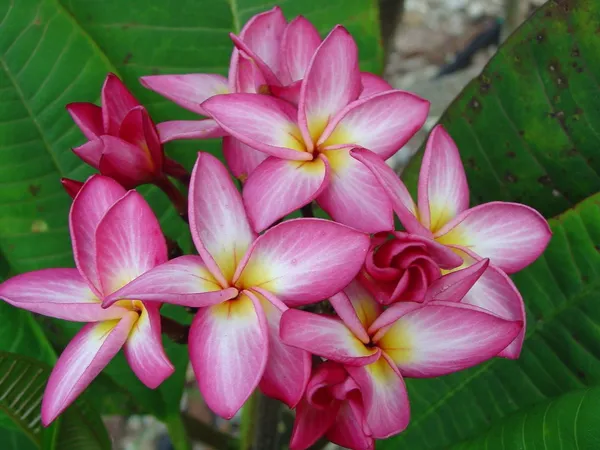 Kathchapa|Kathgolap|Plumeria_(White_&_Pink)_Flowering_Plant_&_Tree_For_Sweet_Home_Garden_Hybrid