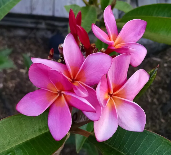 Kathchapa|Kathgolap|Plumeria_(White_&_Pink)_Flowering_Plant_&_Tree_For_Sweet_Home_Garden_Hybrid