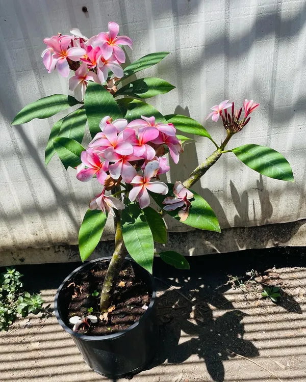 Kathgolap/Kathchapa__Flower_Plant_(1.5-3.5_Ft_Hight)_For_Home_Decoration_&_Gardening_Well_Watered_Kathchapa_1_Healthy_Flower_Plant