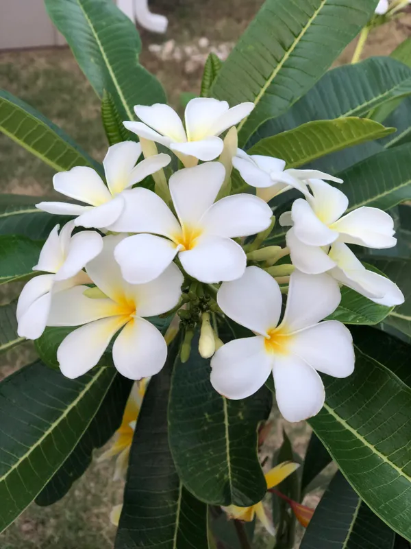 Kathchapa_(White)_Flowering_Plant_&_Tree_For_Home_Garden_Well_Watered_Kathgolap|Plumeria_Hybrid_Flower_Plant_(1.5-3.5_Ft_Hight)
