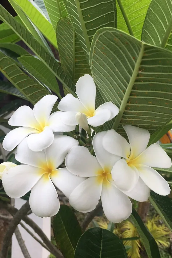 Kathchapa_(White)_Flowering_Plant_&_Tree_For_Home_Garden_Well_Watered_Kathgolap|Plumeria_Hybrid_Flower_Plant_(1.5-3.5_Ft_Hight)