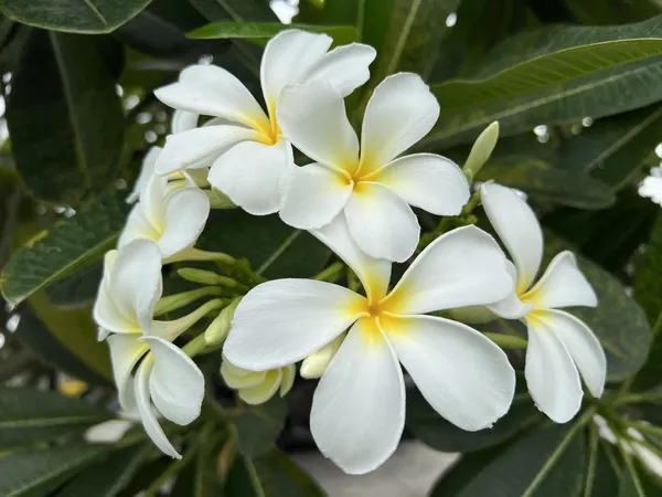 Kathchapa_(White)_Flowering_Plant_&_Tree_For_Home_Garden_Well_Watered_Kathgolap|Plumeria_Hybrid_Flower_Plant_(1.5-3.5_Ft_Hight)
