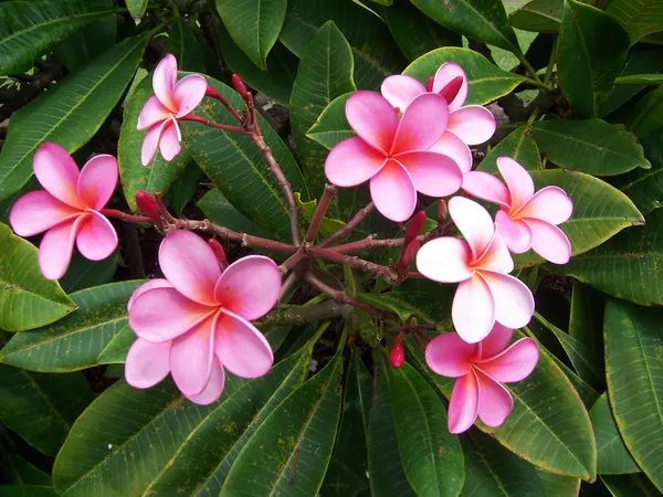 Kathchapa|Kathgolap_Live_Flower_Plant_&_Tree_For_Home_Gardening_(1.5-3.5_Ft_Hight)